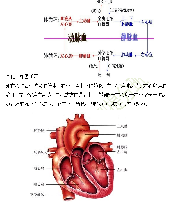 2019年臨床助理醫(yī)師心血管系統(tǒng)16個高頻考點速記！