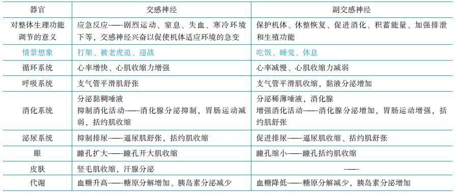 神經(jīng)系統(tǒng)對(duì)內(nèi)臟活動(dòng)的調(diào)節(jié)