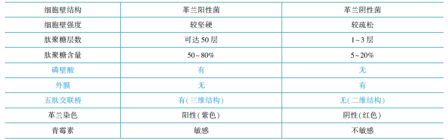 革蘭氏陽(yáng)性菌與陰性菌結(jié)構(gòu)特點(diǎn)