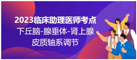 2023臨床助理醫(yī)師考點(diǎn)；下丘腦-腺垂體-腎上腺皮質(zhì)軸系調(diào)節(jié)